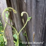 Lebensfreude-Bild des Monats: Juli 2014