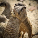 froxx - fotolia.com